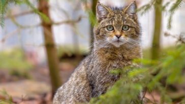 Βιοποικιλότητα: υποχρεωτική προστασία άγριας ζωής και ανθρώπων ζητά το ΕΚ