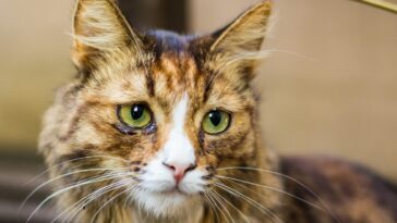 Πώς να καταλάβετε αν η γάτα σας έχει κατάθλιψη -Και πώς να τη βοηθήσετε